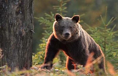 Még egy medvetámadás Romániában