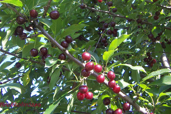 Kevesebb lehet a meggy a tavalyinál