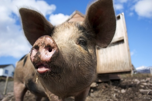 Betiltják a vállalkozói szerződéseket a német húsiparban