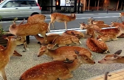 Módosul a vadkár megtérítési szabálya