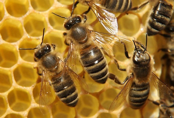 Február végéig érdemes elkészíteni és kihelyezni a méhhoteleket