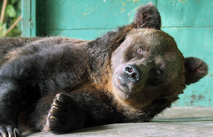 Jelentősen csökkent a medvék miatti riasztások száma Hargita megyében