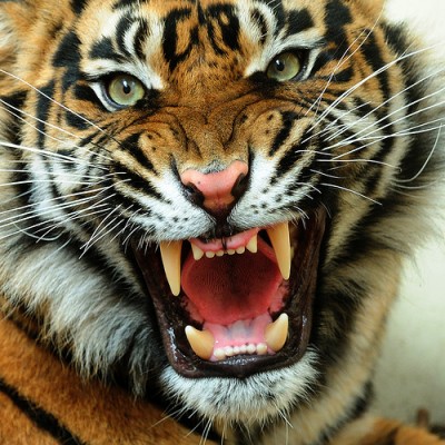 Három ok, amiért Kína erős lehet a tigris évében