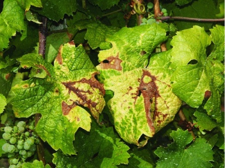 Lemondott a Hegyközségek Nemzeti Tanácsának elnöke