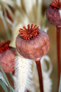 Újra lesz magyar morfingyár