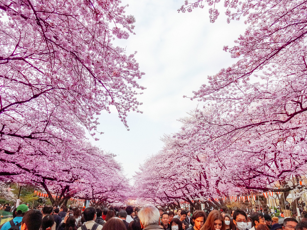 Japánban váratlanul elkezdtek virágozni a cseresznyefák