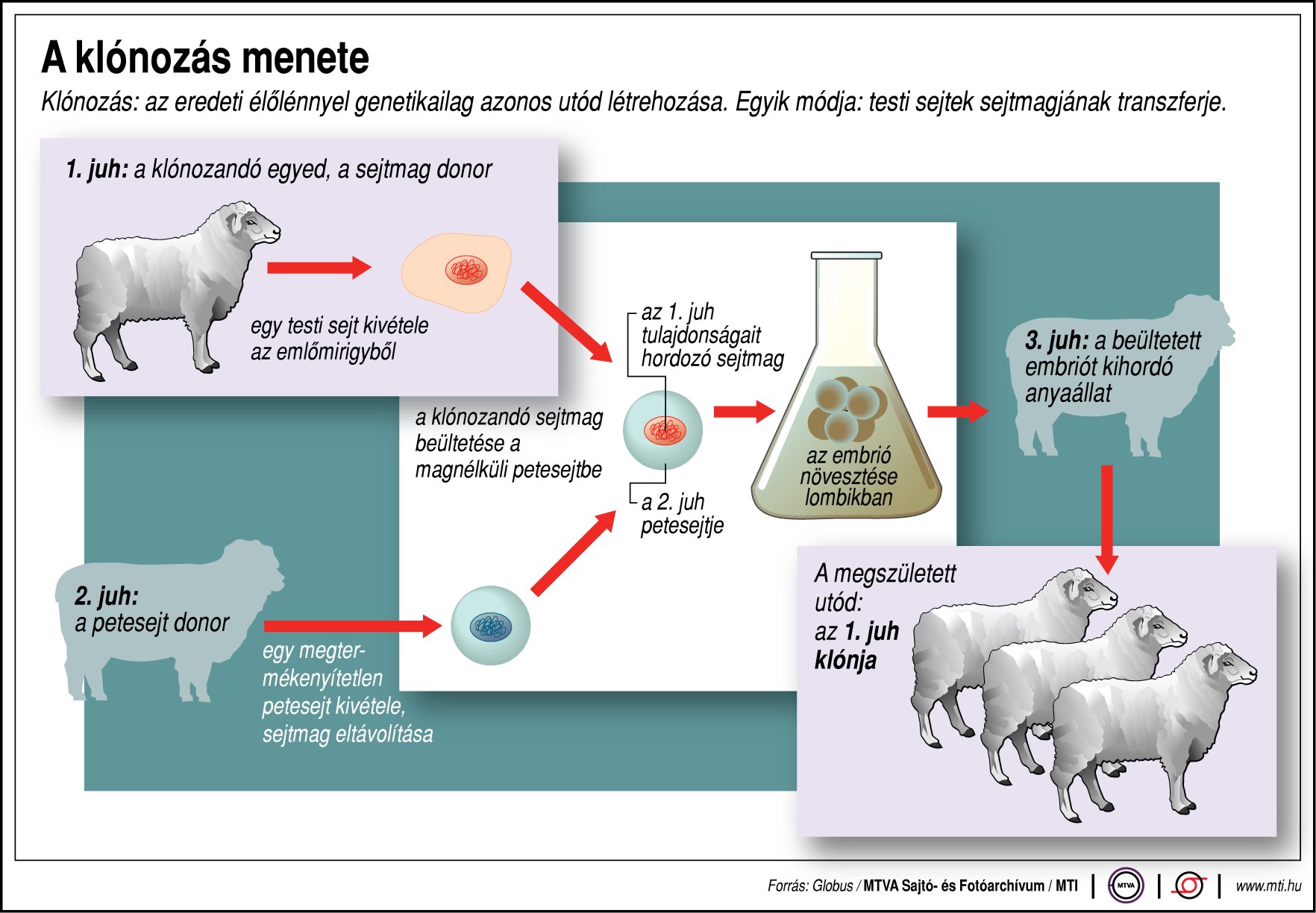 Most megtudhatod a klónozás menetét - ábra