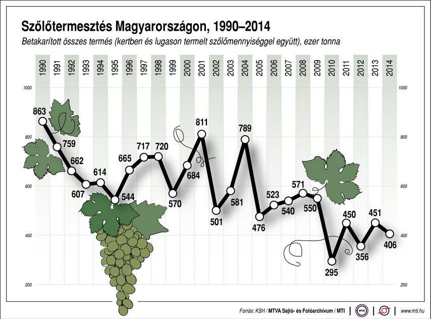 Érik a szőlő - 24 év termesztése egy ábrán