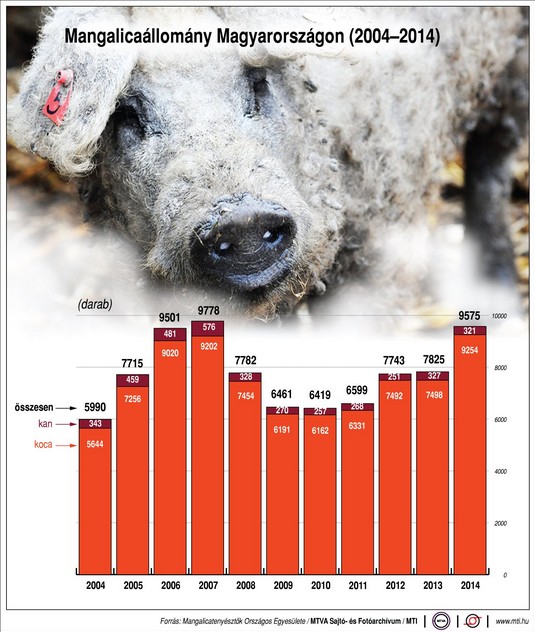Tíz év mangalicatenyésztés - ábra