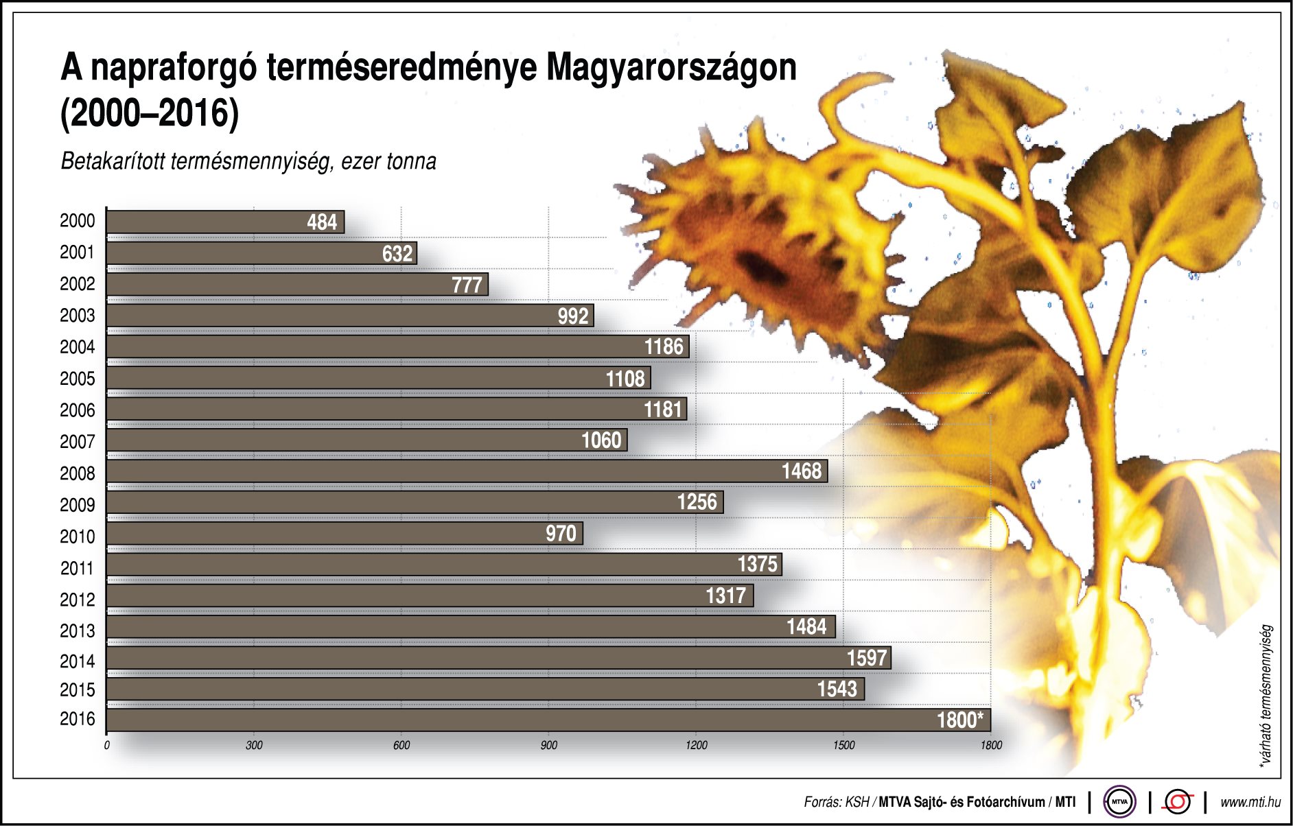 Ennyi napraforgó terem Magyarországon - ábra