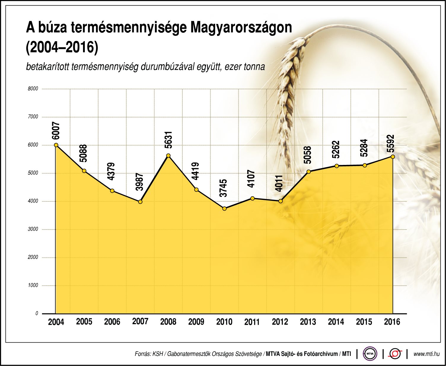 Ennyi búzát termel Magyarország