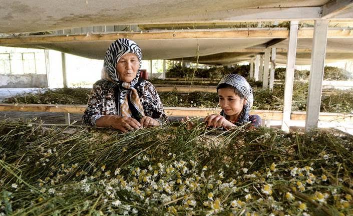 Érdemes részt venni a szabványok kialakításában, ha egy ország valóban profitálna az élelmiszerkereskedelemből