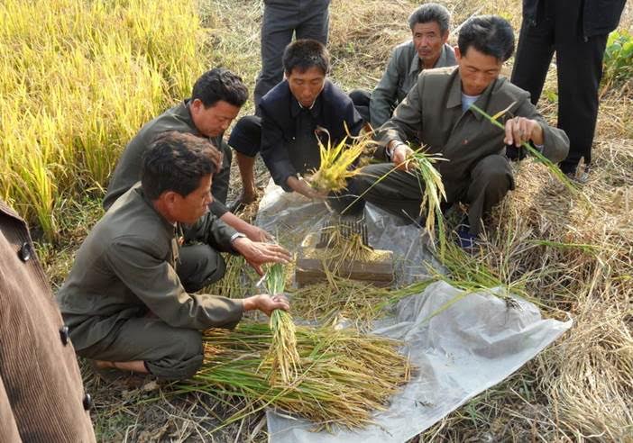 A közelmúlt legsúlyosabb aszálya Észak-Koreában