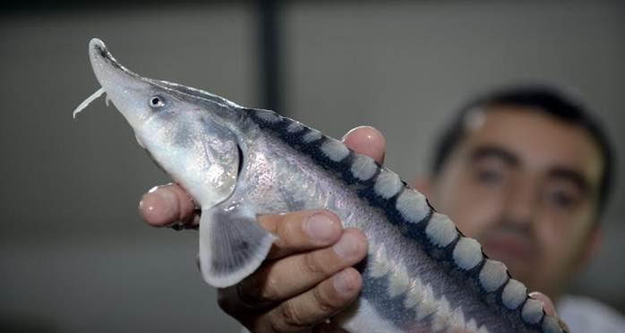 Szakértők felkavarnák az állóvizet: Európa belvízi halászata és az akvakultúra a téma