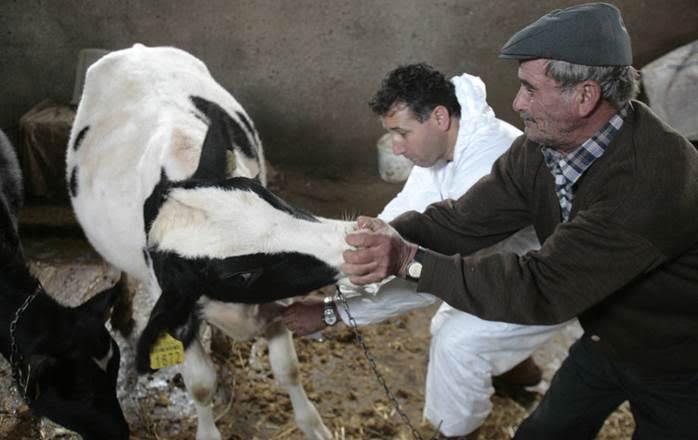 FAO: vakcinázással a szarvasmarha bőrcsomósodáskór megállításáért