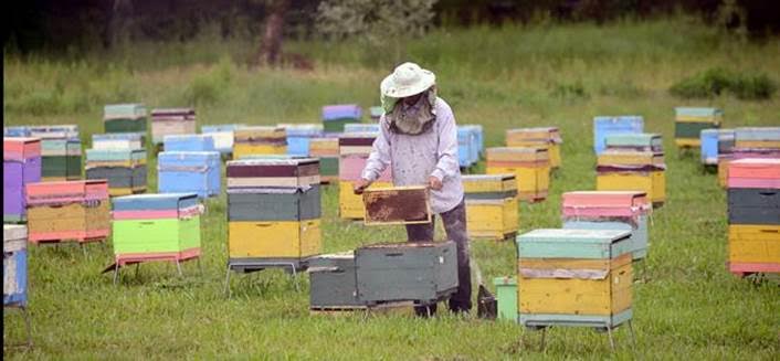 Eldőlt: a méheknek is lesz világnapjuk
