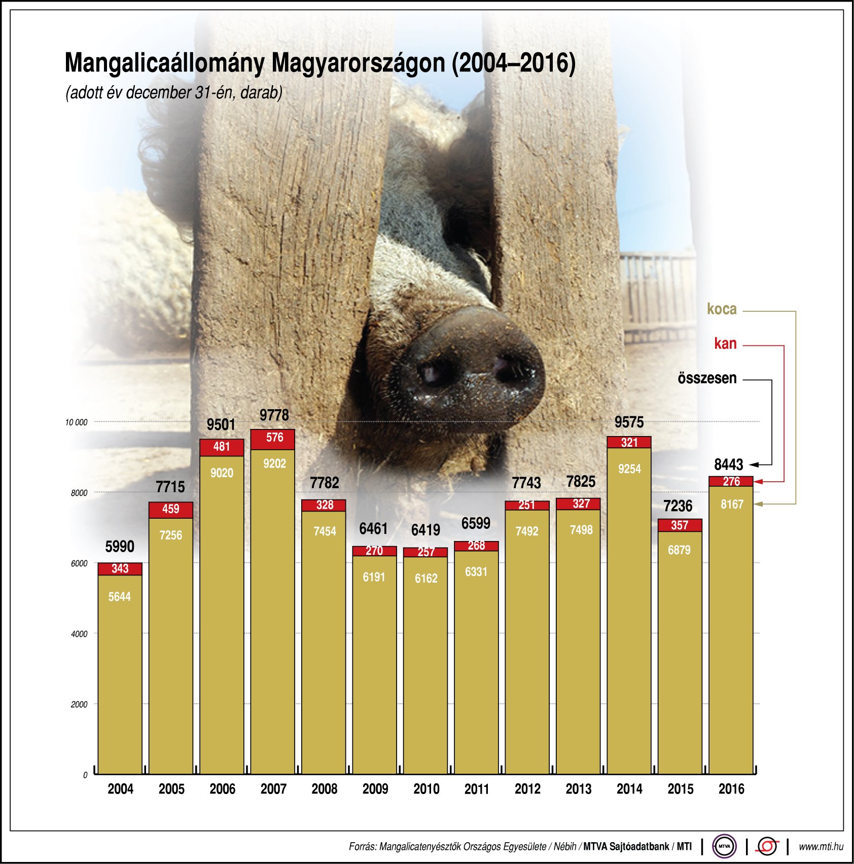 Mekkora Magyarország mangalicaállománya? - ábrán mutatjuk