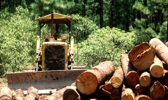 A FAO átláthatóbb erdészeti koncessziót javasol, amely kedvez a rászorulóknak