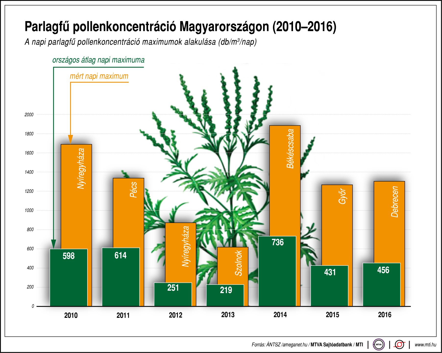 Parlagfű pollenkoncentráció Magyarországon - ábrán mutatjuk