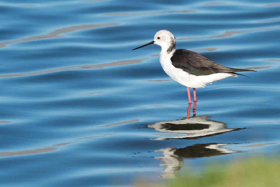 Íme a 2019-es év madara