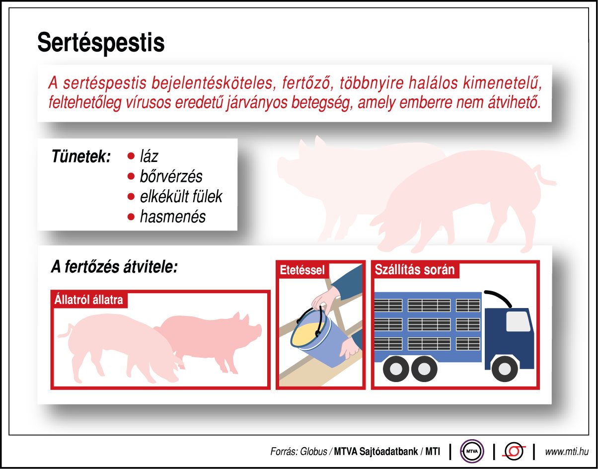 Ezt érdemes tudni a sertéspestisről - egy ábrán