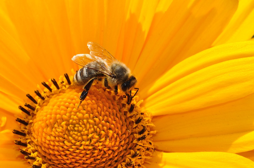 A méhcsaládok beporzási támogatása ezer forintra emelkedett