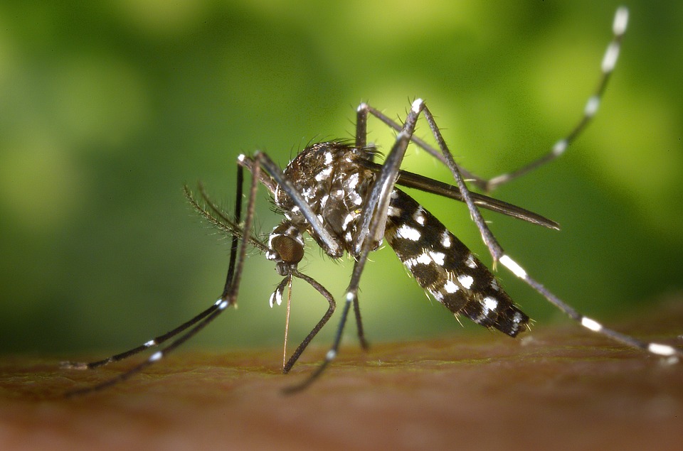 Folytatódik a szúnyogírtás a Tiszán és a Dunán
