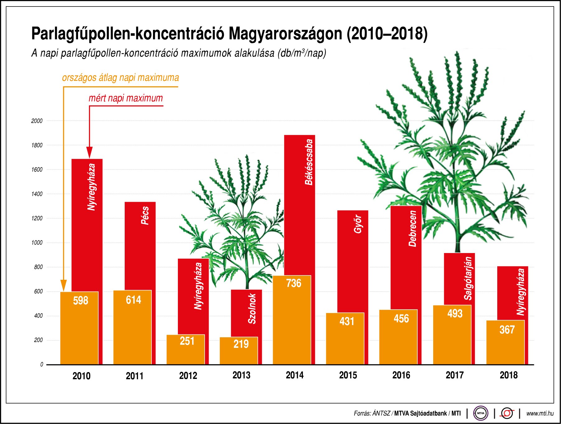Így alakul a parlagfűpollen-koncentráció Magyarországon 