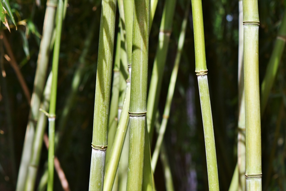 Mégsem jó a bambuszpohár?