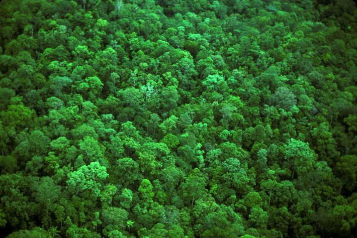 A FAO támogatja a párizsi klímaegyezményhez kapcsolódó erdészeti és földhasználati adatok nyomon követését