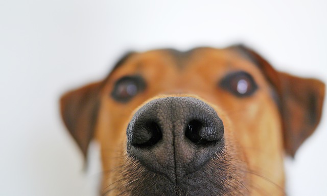 Keresőmunkára kiképezhető kutyákat vásárol a NAV