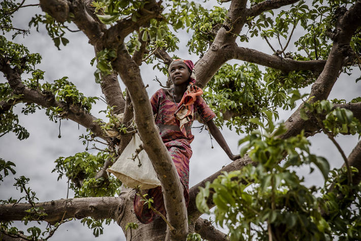FAO: Lassul az erdőírtás mértéke, terjedőben a fenntartható erdőgazdálkodás