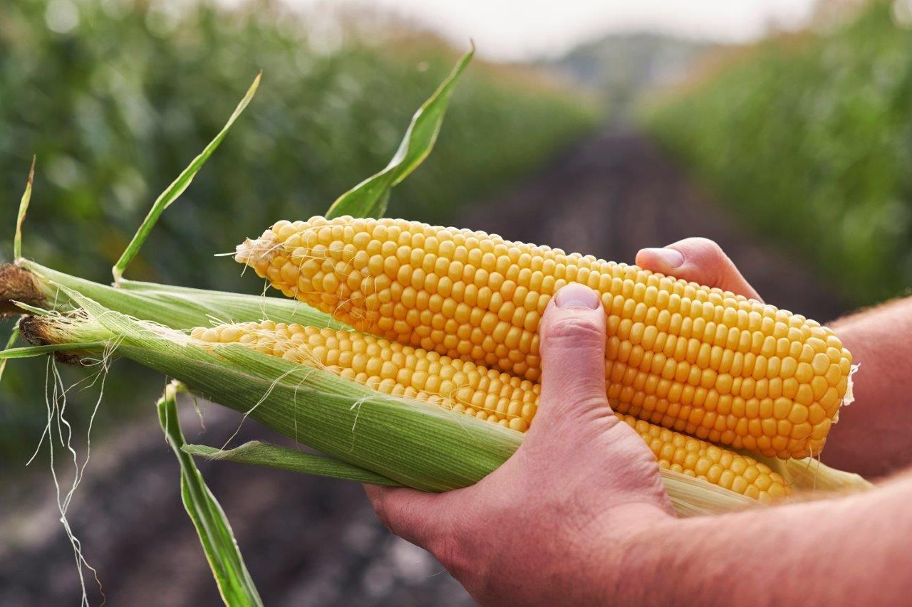 A kukorica 80 százalékát betakarították Zala megyében