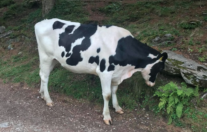 A rezsicsökkentés, mint szent tehén feláldozása