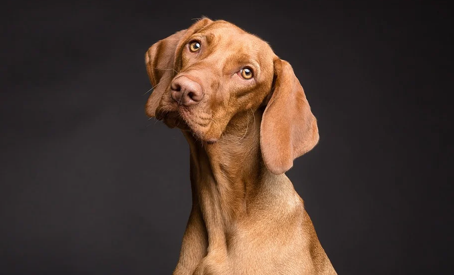 Ingyenes lesz a magyar ebfajták törzskönyvezése