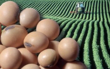 Csökkenhet a szójatermesztés 2016-ban