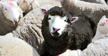 Nem szórakozhatnak a 'fekete bárányok'?