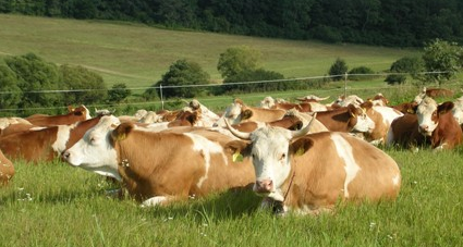 A magyar agrárexport egyik legfontosabb eleme az állati takarmány