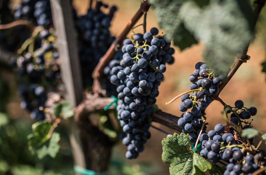 Villányi bor lett a világ első számú vörösbora!
