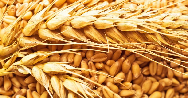 Szigorú minőségi és élelmiszerlánc-biztonsági ellenőrzés az Ukrajnából érkező gabonák esetében
