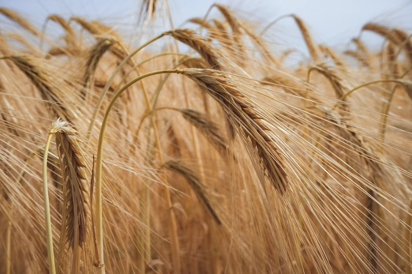 Szlovákia ideiglenesen leállítja az ukrán gabona behozatalát