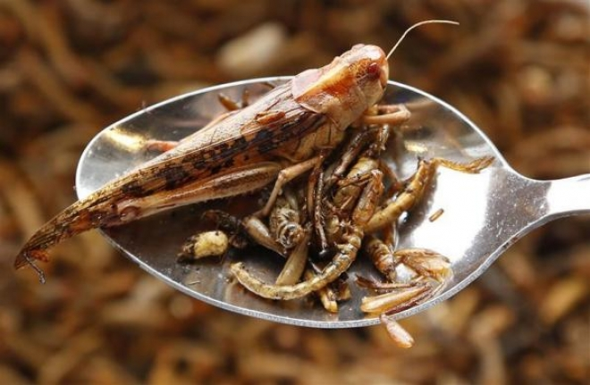 Európában a közeljövőben nem lesz olyan mértékű a fehérjehiány, hogy nekünk, embereknek vasárnapi ebédként rovarokat kelljen fogyasztanunk