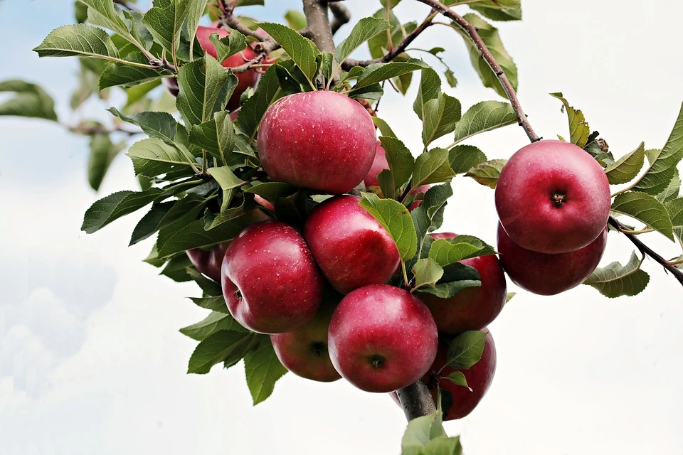 Jó termésben bízhatnak az idén a hazai almatermelők