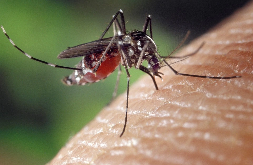 Folytatja a szúnyoggyérítéseket a katasztrófavédelem