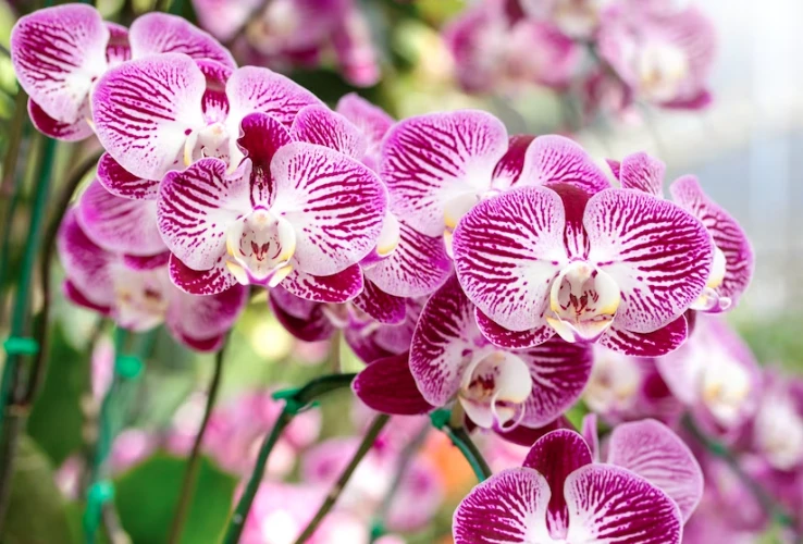Hogyan keltsük életre a tönkrement orchideákat?