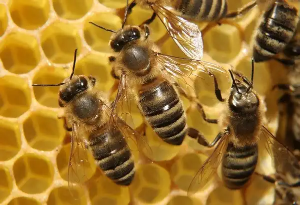 Ezért fontos a méhészkedés