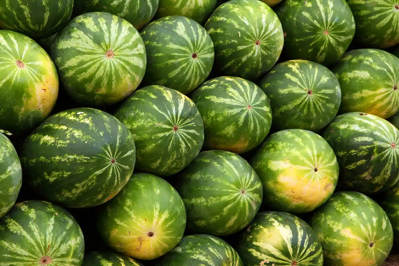 Hány forint egy kiló görögdinnye? Hetekkel korábban kezdődhet idén a hazai dinnyeszezon