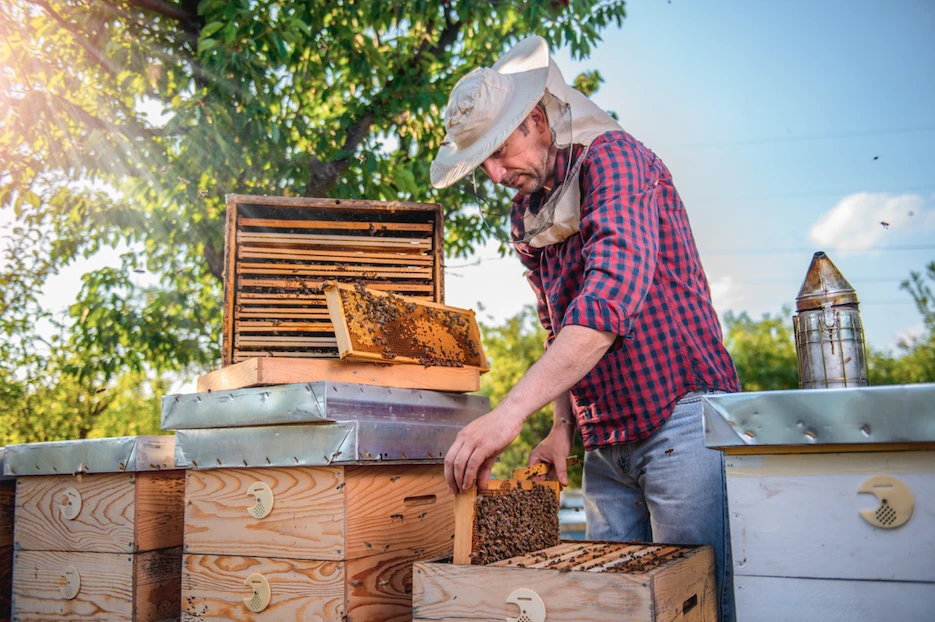 Kötelező lesz százalékosan feltüntetni a mézek származását az EU-ban