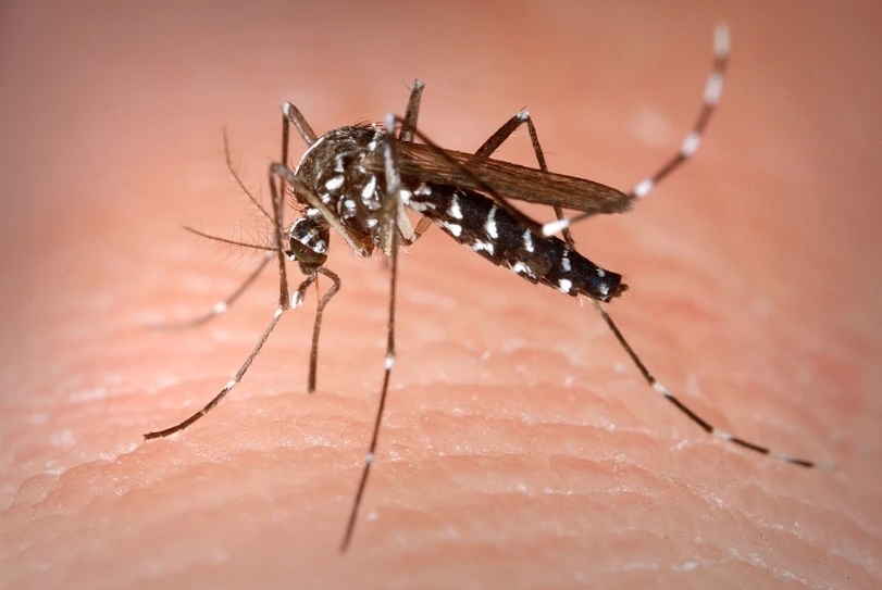 A szúnyogok elleni védekezésre kérik a lakosságot