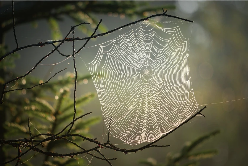 Pókok a hazai kertekben - pókfajok és biológiai sokféleség 
